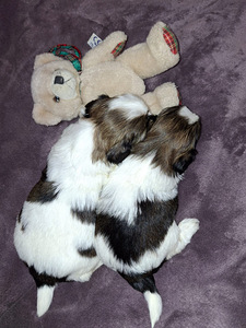 Ideāli tīršķirnes Ši-tcu kucēni. 22.03.2026 (9 foto no 10)