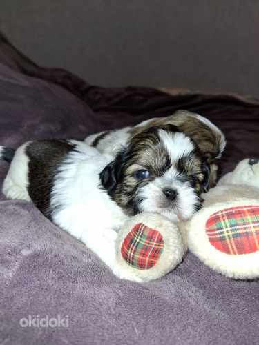 Идеальные чистокровные щенки ши-тцу. 06.04.2026