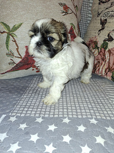 Идеальные чистокровные щенки ши-тцу. 06.04.2026 (10 фото из 10)