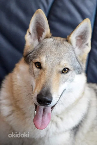 Čekoslovakijos vilkšunis