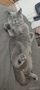 Ищу кота для вязки