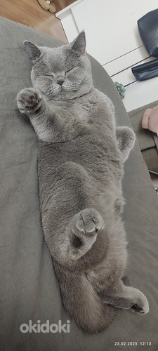 Ищу кота для вязки