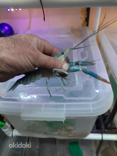 Ավստրալական խեցգետին.АККР австралийский красноклешневый рак