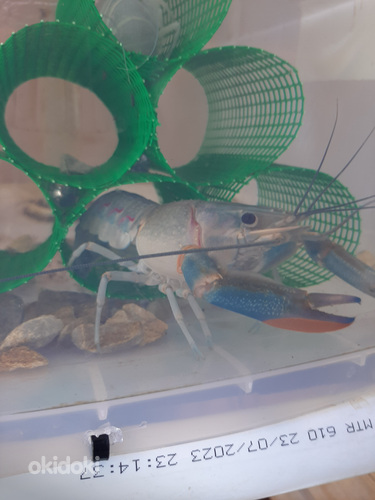 Ավստրալիական կարմիր ճանկավոր խեցգետին (2)