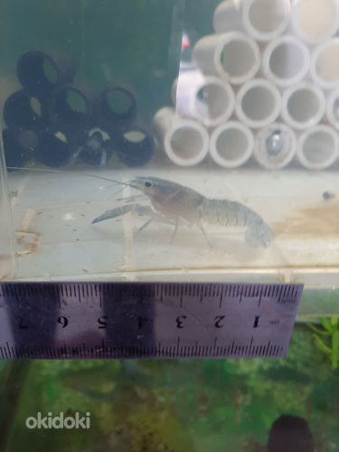 Ավստրալիական կարմիր ճանկավոր խեցգետին (6)