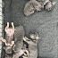 Чистокровные щенки французского бульдога (фото #4)