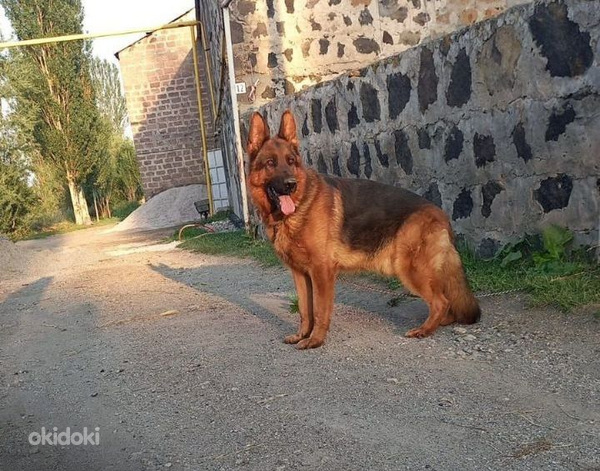 Немецкая овчарка