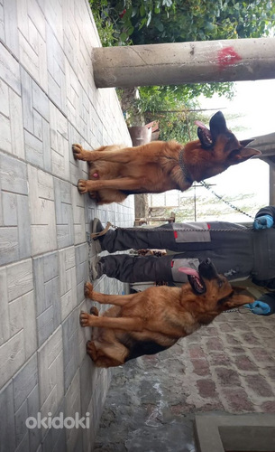 Գերմանական հովվաշուն (9)