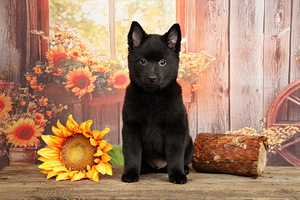 Schipperke