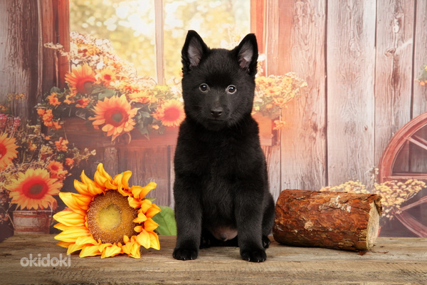 Schipperke