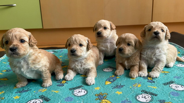 Müüa maltipoo kutsikad