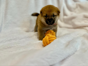Щенки