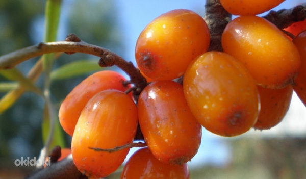 Натуральное масло облепихи холодного отжима