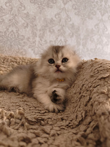 Шотландская вислоухая кошка (3 фото из 10)