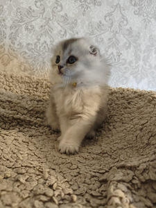 Шотландская вислоухая кошка (5 фото из 10)