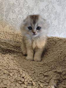 Шотландская вислоухая кошка (6 фото из 10)