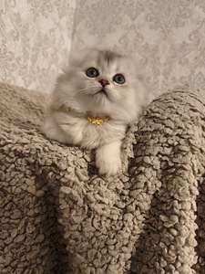Шотландская вислоухая кошка (7 фото из 10)