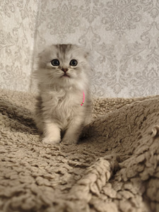 Шотландская вислоухая кошка (9 фото из 10)