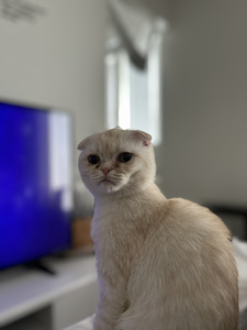 4kk kissanpentu (2 valokuva sivusta 5)