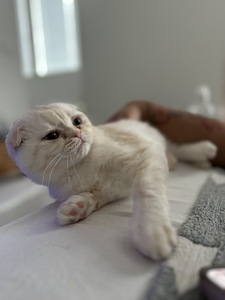 4kk kissanpentu (1 valokuva sivusta 5)