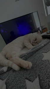 4kk kissanpentu (5 valokuva sivusta 5)