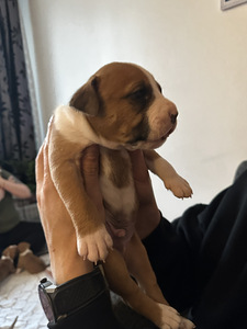American Staffordshire terrier (2 foto / 8)