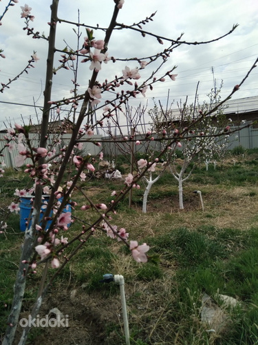 Վաճառվում է հարմարավետ, հարմարավետ, պատրաստ տուն 40 քմ մակեր (8)