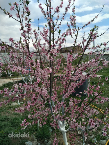 Վաճառվում է հարմարավետ, հարմարավետ, պատրաստ տուն 40 քմ մակեր (16)