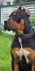 Americanbully (2 valokuva sivusta 3)