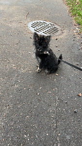 Myydään Yorkshirenterrierin ja pomeranian mix pentu