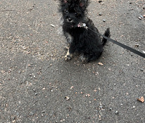 Myydään Yorkshirenterrierin ja pomeranian mix pentu