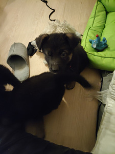 Varattavissa Saksanpaimenkoiran pentuja (2 valokuva sivusta 3)