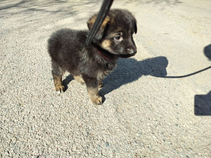 Varattavissa Saksanpaimenkoiran pentuja (2 valokuva sivusta 10)