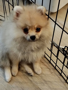 Myydään kauniit pomeranian 3kk ikäiset tyttöpennut