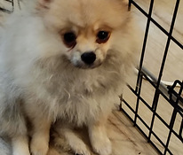 Myydään kauniit pomeranian 3kk ikäiset tyttöpennut