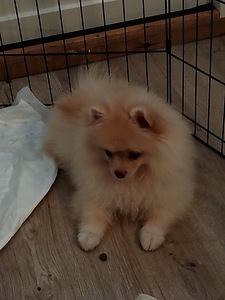 Myydään kauniit pomeranian 3kk ikäiset tyttöpennut (7 valokuva sivusta 10)