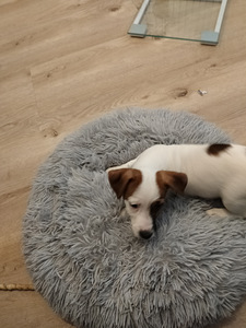 Myydään Jack Russell terrierit, narttu pennut. (4 valokuva sivusta 7)