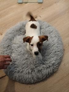 Myydään Jack Russell terrierit, narttu pennut. (5 valokuva sivusta 7)