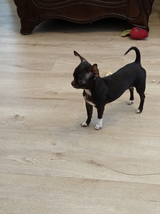 Myydään hyvään/loppuelämän kotiin, chihuahuan 2pentua. (1 valokuva sivusta 10)