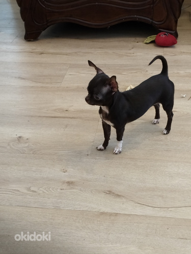 Myydään hyvään/loppuelämän kotiin, chihuahuan 2pentua.