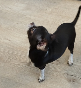 Myydään hyvään/loppuelämän kotiin, chihuahuan 2pentua. (3 valokuva sivusta 10)