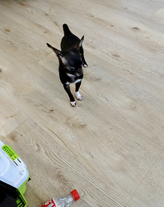 Myydään hyvään/loppuelämän kotiin, chihuahuan 2pentua. (7 valokuva sivusta 10)