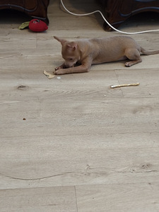 Myydään hyvään/loppuelämän kotiin, normaalin kokoinen chihua (2 valokuva sivusta 4)