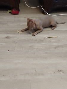 Myydään hyvään/loppuelämän kotiin, normaalin kokoinen chihua (3 valokuva sivusta 4)