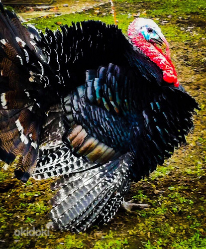 Հնդկահավ, հնդկահավ, հնդկահավ, հնդկահավ, հնդկահավ (3)