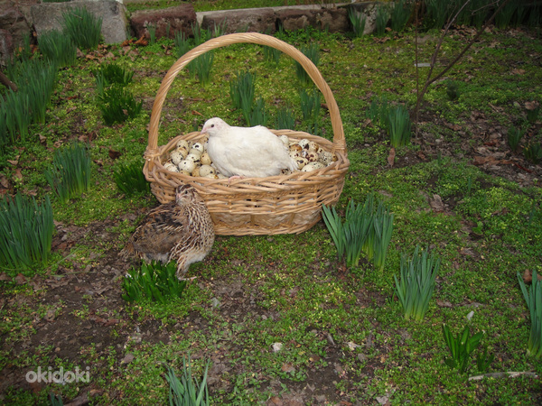 Перепелка, Перепелиное яйцо