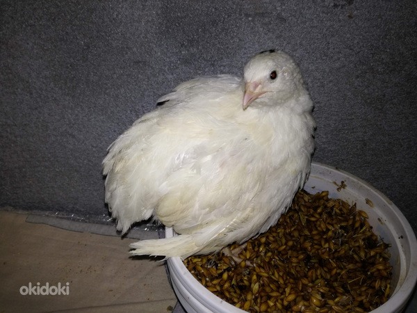 Մեղու, լորի ձու, Перепелка, Перепелиное яйцо (2)