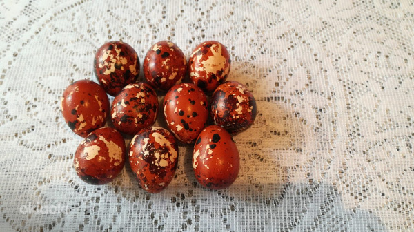 Մեղու, լորի ձու, Перепелка, Перепелиное яйцо (5)