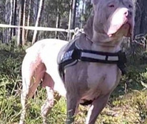 American Bully Urospentu