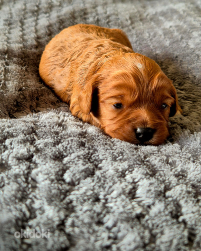 Cavapoo pentuja saatavilla (2 sivusta 3)